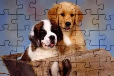 (43) Cachorrinhos