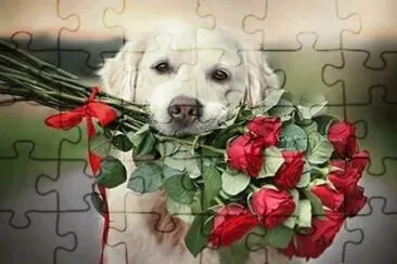 (44) Love pet