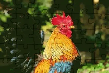 (51) Galo jigsaw puzzle