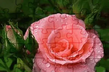 (53) Rosa jigsaw puzzle