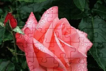 (54) Rosa jigsaw puzzle