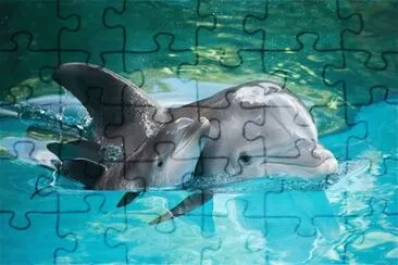 delfin jigsaw puzzle