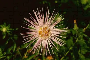 FLOR