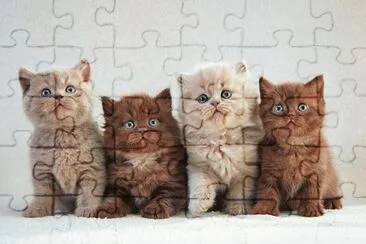 (58) Gatinhos jigsaw puzzle