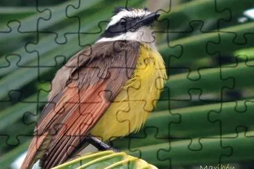 Luis Bienteveo. Residente Permanente jigsaw puzzle