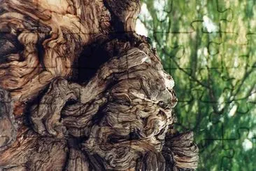 Nudos Ã¡rbol del Tule Oaxaca jigsaw puzzle