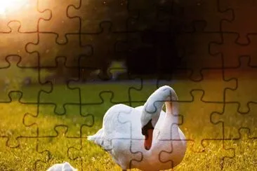 mama cisne jigsaw puzzle