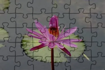 nenufar jigsaw puzzle