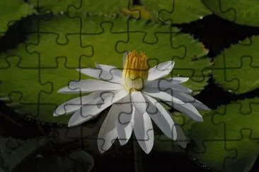 nenufar jigsaw puzzle