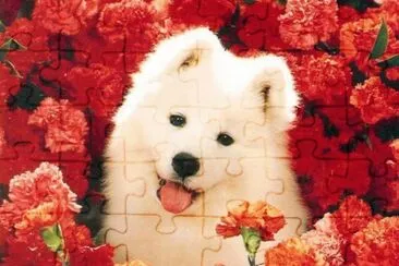 (72) Cachorro