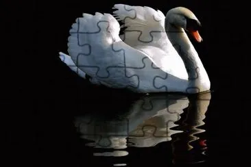 cisne