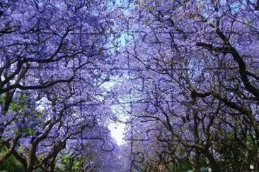 jacarandÃ¡