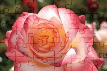 (81) Rosa