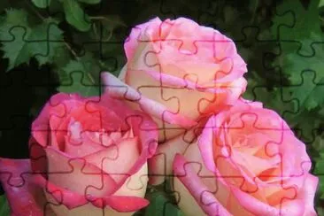 (82) Rosas
