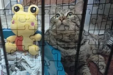 Tengkubutang jigsaw puzzle