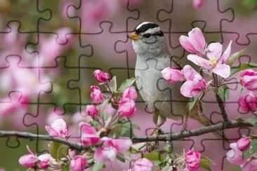 (89) PÃ¡ssaro jigsaw puzzle