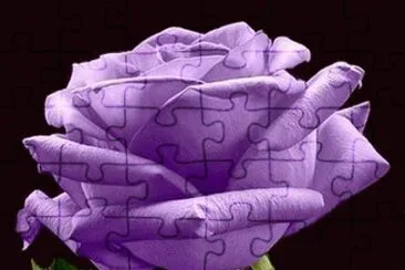 פאזל של (92) Rosa