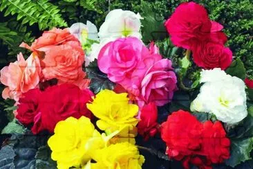 (94) Flores jigsaw puzzle