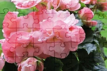 (95) Flores jigsaw puzzle