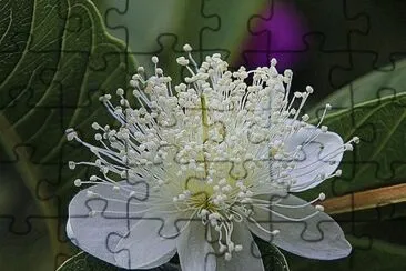 (96) Flor jigsaw puzzle