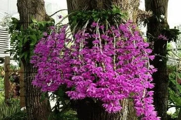 (97) Flores jigsaw puzzle