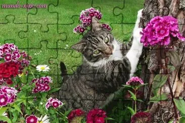 (98) Gato jigsaw puzzle