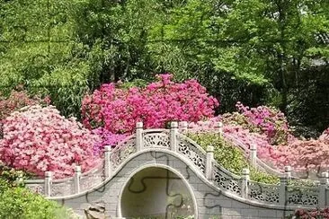flores jigsaw puzzle
