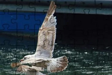 mÃ¶wen jigsaw puzzle