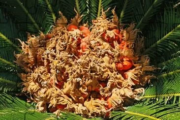 palme jigsaw puzzle