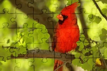 belas imagens jigsaw puzzle