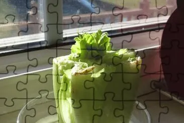 Regrow Romaine lettuce! Put stalk in water!