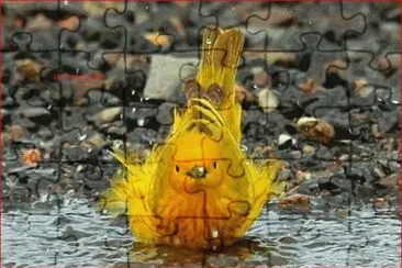 AVE DUCHANDOSE jigsaw puzzle