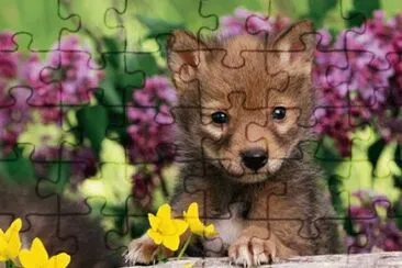(104) Esquilo jigsaw puzzle