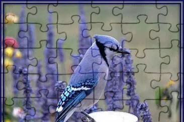 (105) PÃ¡ssaro jigsaw puzzle