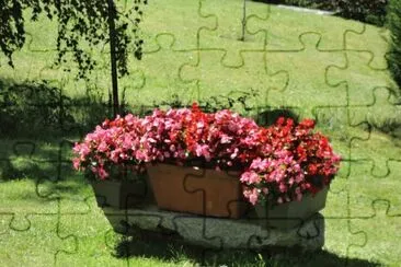 begonias jigsaw puzzle