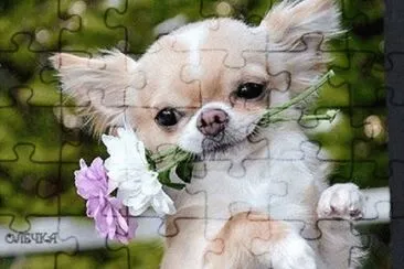 (112) Cachorro jigsaw puzzle