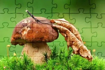 natureza jigsaw puzzle