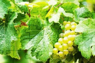 uvas en la parra jigsaw puzzle