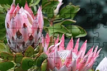 imagens jigsaw puzzle
