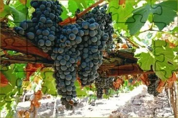 vinhedo jigsaw puzzle