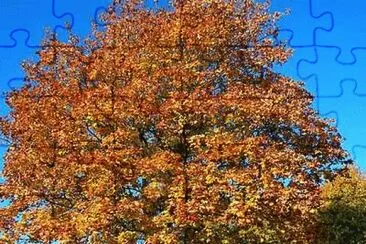 Autumn Gold jigsaw puzzle