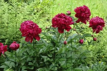 pivoines jigsaw puzzle