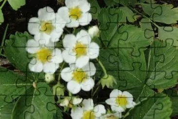 fleurs jigsaw puzzle