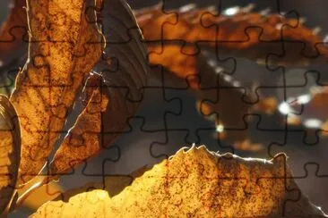castagno jigsaw puzzle