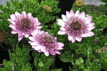 (115) Flores jigsaw puzzle