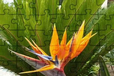 Strelitzia