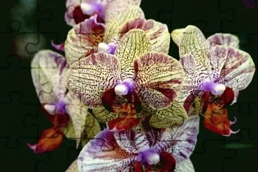 orquÃ­deas jigsaw puzzle