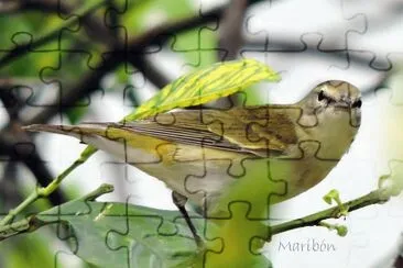 Chipe Peregrino. Residente Invernal jigsaw puzzle