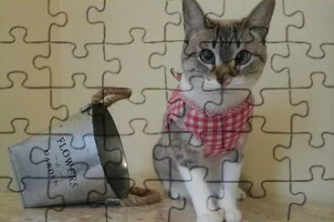 (120) Gatinho