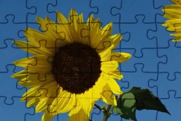 Sonnenblume